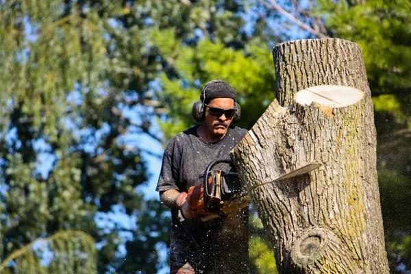 Casselberry Tree Services with Free Estimates