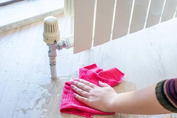 Experienced Dog & Cat Groomers Serving Port St. Lucie