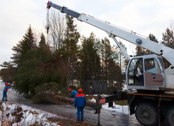 Emergency Tree Service Available 24/7