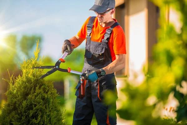 Affordable Tree Service Near Me with Fast and Reliable Support
