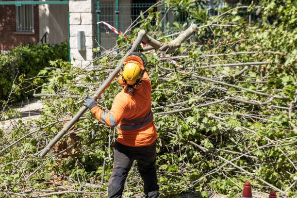 Expert Tree Removal Mobile for Clearing Space and Enhancing Safety